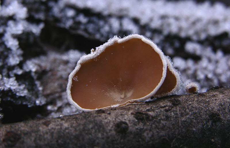 A caccia di Pleurotus.....parte2.